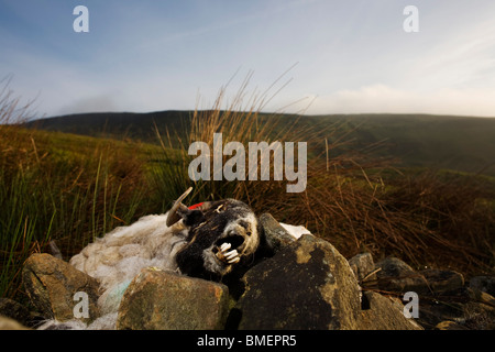 Dead ewe sheep lies decomposing at a collapsed dry stone wall on Nether Moor, Derbyshire. Stock Photo