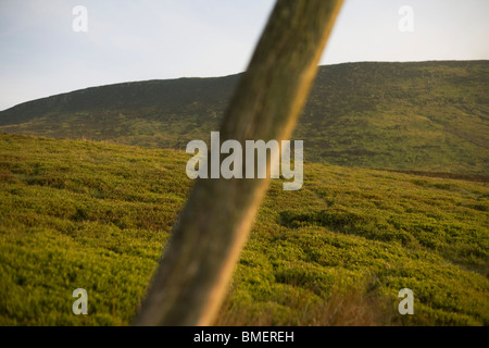 Dead ewe sheep lies decomposing at a collapsed dry stone wall on Nether Moor, Derbyshire. Stock Photo