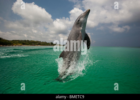 Bottlenose Dolphin, Honduras Stock Photo