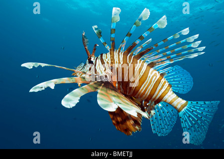 Lionfish.  Egypt, Red Sea. Stock Photo