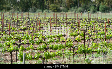 Israel, Judea Mountains, Grape vines in a vineyard Stock Photo