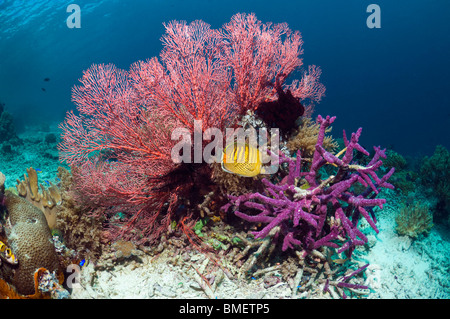 Spot-banded butterflyfish with gorgonian and encrusting purple sponge on coral reef Misool, Raja Empat, West Papua, Indonesia. Stock Photo