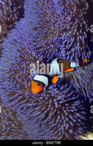 Clown anemonefish with blue variety of anemone.  Misool, Raja Ampat, West Papua, Indonesia. Stock Photo