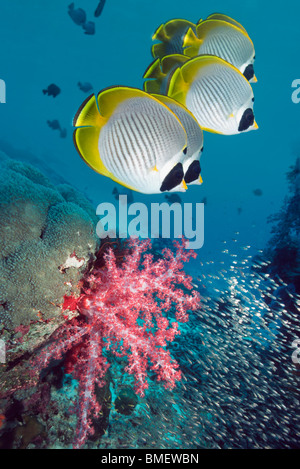 Panda butterflyfish swimming over soft corals on coral reef.  Andaman Sea, Thailand. Stock Photo
