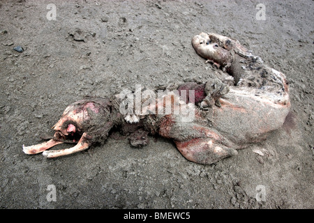 Ravaged Sea Lion 'pup' beach, partly consumed by sea gulls & vultures, California. Stock Photo