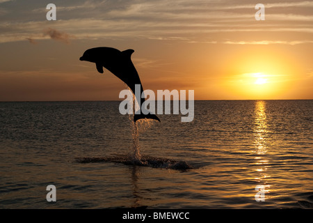 Bottlenose Dolphin at sunset, Honduras Stock Photo