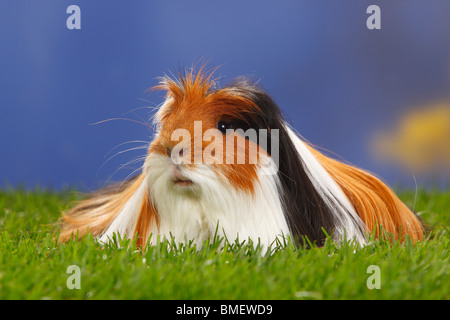 Coronet Guinea Pig, tortoiseshell-and-white Stock Photo