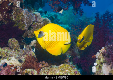Golden butterflyfish on coral reef.  Egypt, Red Sea. Stock Photo