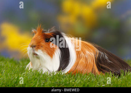 Coronet Guinea Pig, tortoiseshell-and-white Stock Photo