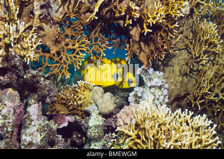 Golden butterflyfish with fire coral on reef.  Egypt, Red Sea. Stock Photo