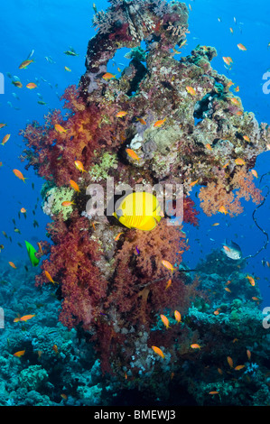 Golden butterflyfish with soft corals on reef.  Egypt, Red Sea. Stock Photo