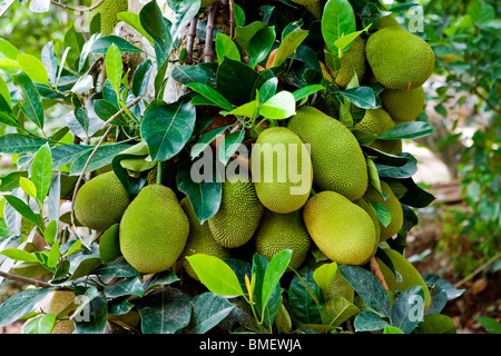 Jackfruit tree, China Stock Photo