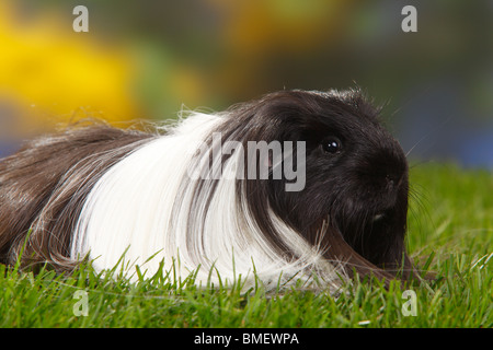 Sheltie Guinea Pig, black-and-white Stock Photo