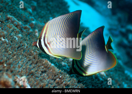 Eastern triangle butterflyfish pair feeding on coral polyps.  Raja Ampat, West Papua, Indonesia. Stock Photo