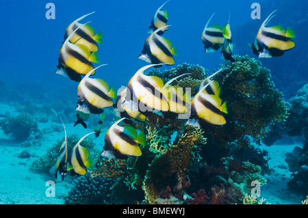 Red Sea bannerfish.  Egypt, Red Sea. Stock Photo