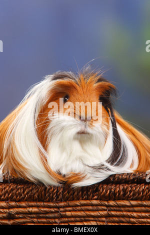 Coronet Guinea Pig, tortoiseshell-and-white Stock Photo