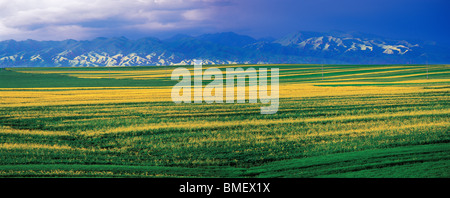 Magnificent Nalati Grassland, Ili Kazakh Autonomous Prefecture, Xinjiang Uyghur Autonomous Region, China Stock Photo