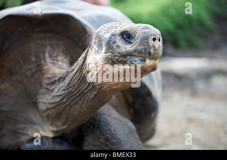 Giant Tortoise (dome-shelled). Charles Darwin Research Station field enclosure, Santa Cruz Island, Galapagos Stock Photo
