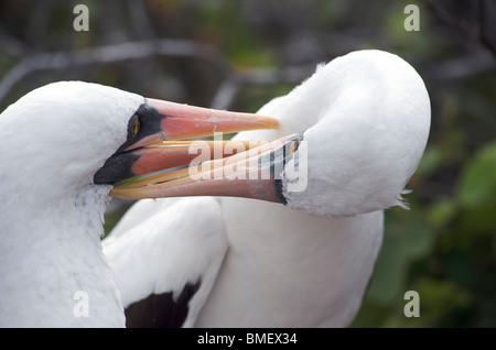 Nazca Booby birds.  Pair on ground nest bonding and grooming in close up. Espanola Island, Galapagos Islands, Pacific. Stock Photo