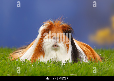 Coronet Guinea Pig, tortoiseshell-and-white Stock Photo