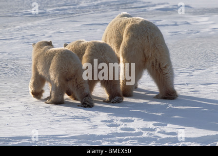 Polar bear mother and twin cubs seen from behind, Cape Churchill, Manitoba, Canada Stock Photo