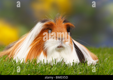 Coronet Guinea Pig, tortoiseshell-and-white Stock Photo