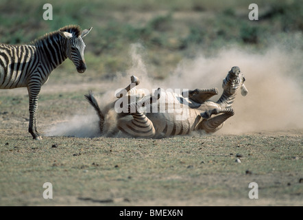 Zebra rolling in the dust, her calf looking on, Amboseli, Kenya