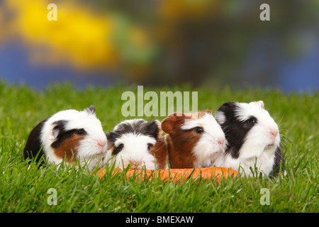 Coronet Guinea Pigs, tortoiseshell-and-white, youngs Stock Photo