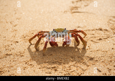 Sally Lightfoot Crab, (Red Rocks Crab) walking on beach.  Bartolome Island, Galapagos Islands, Pacific.