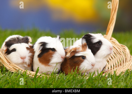 Coronet Guinea Pigs, tortoiseshell-and-white, youngs Stock Photo