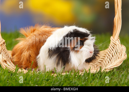 Peruvian Guinea Pig, tortoiseshell-and-white Stock Photo