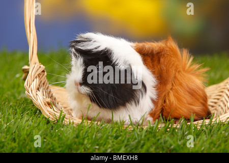 Peruvian Guinea Pig, tortoiseshell-and-white Stock Photo