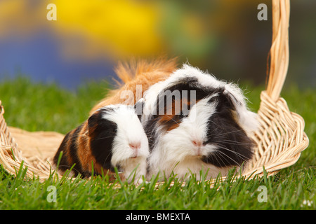 Peruvian Guinea Pig, tortoiseshell-and-white, and young Sheltie Guinea Pig Stock Photo