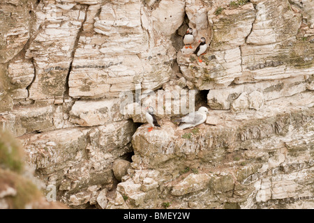 Puffins on Bempton Cliffs. Stock Photo