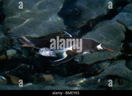 Gentoo penguin swimming underwater, Wiencke Island, Antarctica Stock Photo