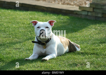 A young Staffordshire Bull Terrier Stock Photo