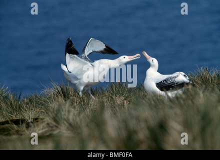 Wandering Albatross, Albatross Island, South Georgia. Stock Photo