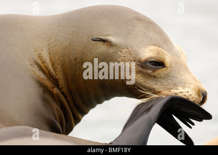 Stock photo profile closeup of a juvenile California sea lion, Moss Landing, California, May 2010. Stock Photo