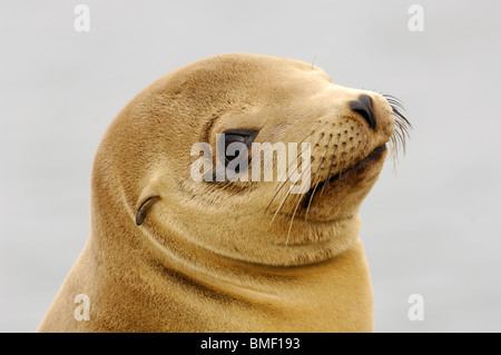 Stock photo closeup profile of a juvenile California sea lion whose fur is a golden color, Moss Landing, California, May 2010. Stock Photo