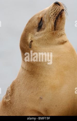 Stock photo closeup profile of a juvenile California sea lion whose fur is a golden color, Moss Landing, California, May 2010. Stock Photo