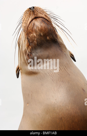 Stock photo profile closeup of a juvenile California sea lion, Moss Landing, California, May 2010. Stock Photo