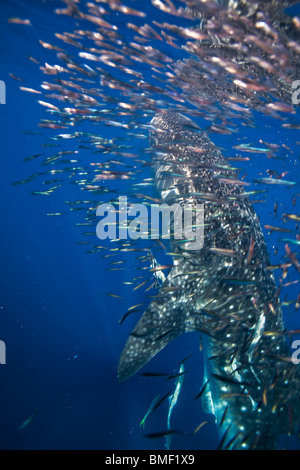 Whale Shark, Honda Bay, Palawan, The Philippines Stock Photo