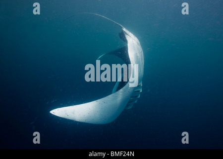 Manta ray, Puerto Princesa Bay, The Philippines Stock Photo