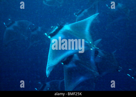 Manta rays, Puerto Princesa Bay, The Philippines Stock Photo
