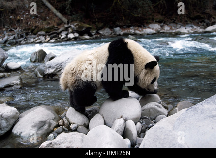 Giant panda walking along riverbank, Sichuan, China Stock Photo