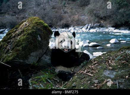 Giant panda on riverbank, Sichuan, China Stock Photo