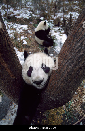 Giant panda climbing tree, Sichuan, China Stock Photo