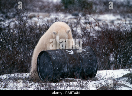 Polar bear, Cape Churchill, Manitoba, Canada. Stock Photo