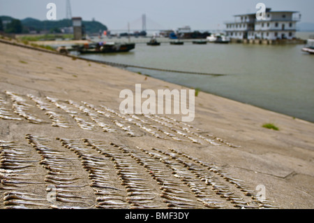 Fish being laid out on the river bank to dry under the sun, Jiujiang, Jiangxi Province, China Stock Photo