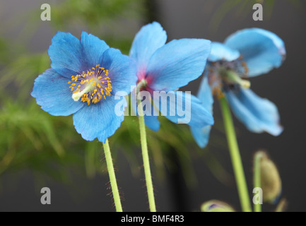 Himalayan Blue Poppy, Meconopsis grandis; Stock Photo